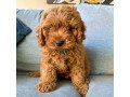 cavoodle-puppies-for-sale-small-1