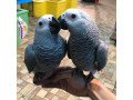 african-grey-parrots-for-adoption-small-0