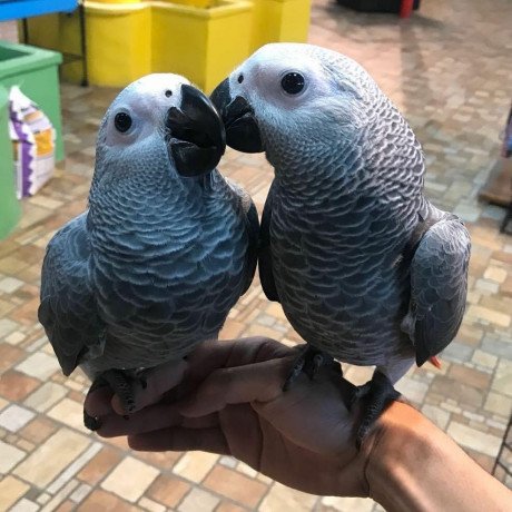 african-grey-parrots-for-adoption-big-0