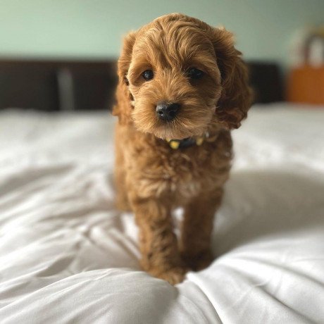 cavoodle-puppies-for-sale-big-0