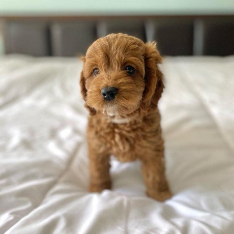 cavoodle-puppies-for-sale-big-1