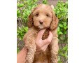labradoodle-puppies-for-sale-small-0
