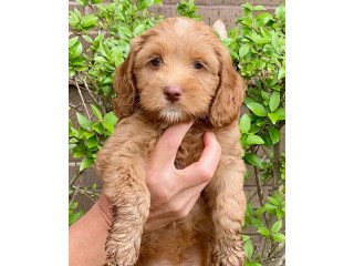 Labradoodle puppies  for sale