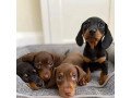 beautifull-dachshund-puppies-for-sale-small-0