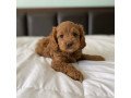 cavoodle-pupies-for-sale-small-0
