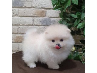 Pomeranian pupies for sale
