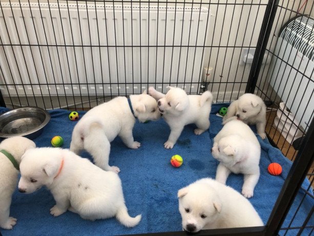 we-have-3-beautiful-akita-puppies-available-big-1