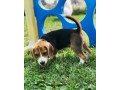 beautiful-beagle-puppies-for-sale-small-0
