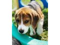 beautiful-beagle-puppies-for-sale-small-1
