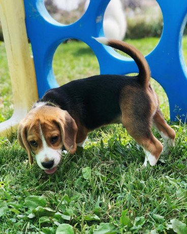 beautiful-beagle-puppies-for-sale-big-0
