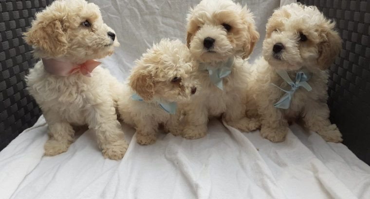 beautiful-cavachon-puppies-ready-for-sale-big-0