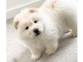 i-am-selling-beautiful-chow-chow-puppies-small-2