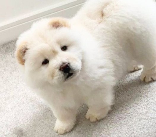 i-am-selling-beautiful-chow-chow-puppies-big-2