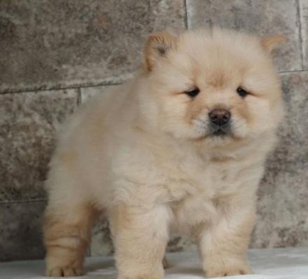 i-am-selling-beautiful-chow-chow-puppies-big-0