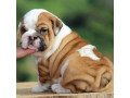 english-bulldog-puppy-for-adoption-small-0