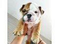 english-bulldog-puppy-for-adoption-small-1