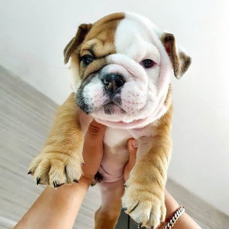 english-bulldog-puppy-for-adoption-big-1