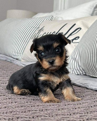 yorkshire-terrier-puppies-for-new-homes-big-1