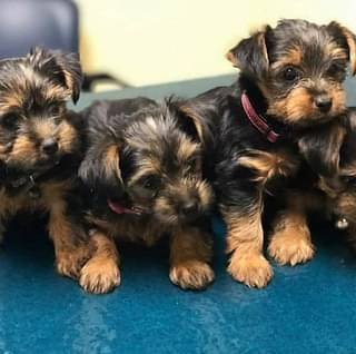 yorkshire-terrier-puppies-for-new-homes-big-0