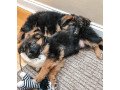 adorable-german-shepherd-puppies-available-small-1