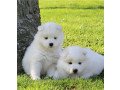 amazing-samoyed-puppies-for-sale-small-1