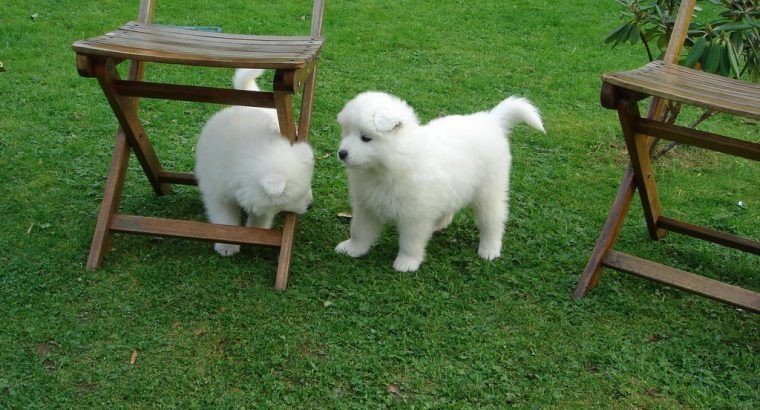 amazing-samoyed-puppies-for-sale-big-0