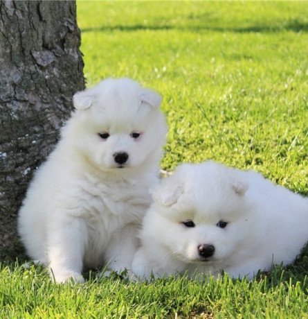 amazing-samoyed-puppies-for-sale-big-1
