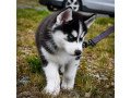 siberian-husky-puppies-for-sale-small-1