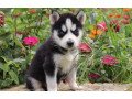 siberian-husky-puppies-for-sale-small-2