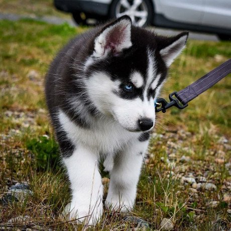 siberian-husky-puppies-for-sale-big-1