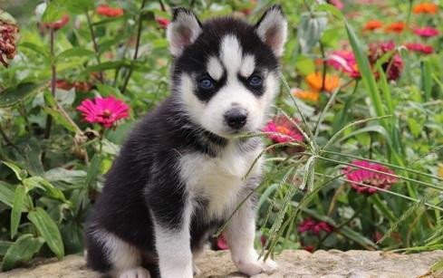 siberian-husky-puppies-for-sale-big-2