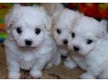cute-maltese-puppies-for-salebeautiful-girl-puppies-available-small-2