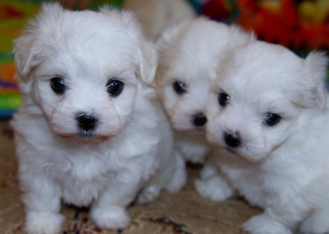 cute-maltese-puppies-for-salebeautiful-girl-puppies-available-big-2
