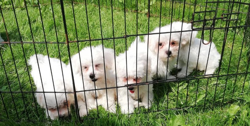 cute-maltese-puppies-for-salebeautiful-girl-puppies-available-big-0