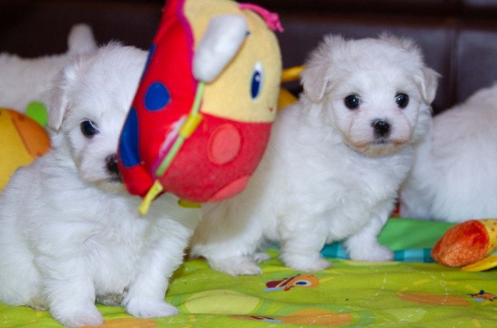 cute-maltese-puppies-for-salebeautiful-girl-puppies-available-big-1