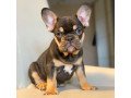 lovely-french-bulldog-puppies-ready-for-sale-small-1