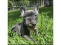 lovely-french-bulldog-puppies-ready-for-sale-small-2