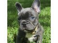 lovely-french-bulldog-puppies-ready-for-sale-small-0