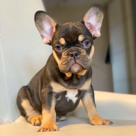 lovely-french-bulldog-puppies-ready-for-sale-big-1
