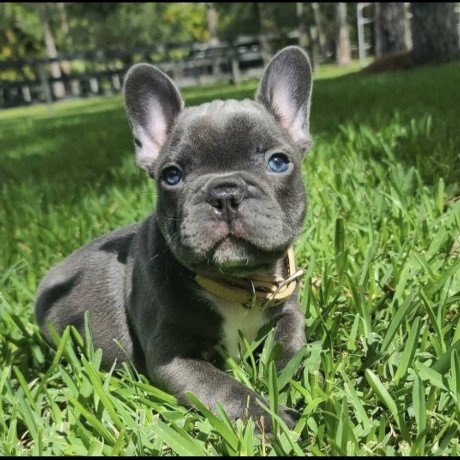 lovely-french-bulldog-puppies-ready-for-sale-big-2