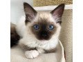 lovely-ragdoll-kitten-ready-for-sale-small-0
