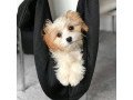super-adorable-cavachon-puppies-small-1