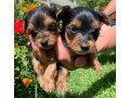 yorkies-puppies-for-sale-small-0