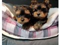 yorkies-puppies-for-sale-small-1