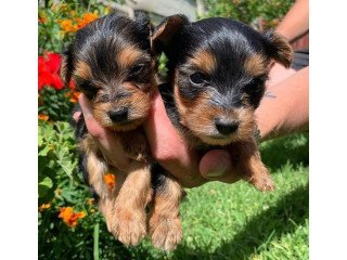 Yorkies puppies for sale