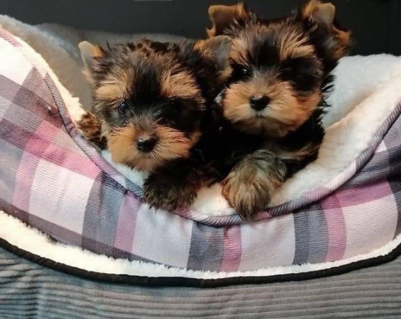yorkies-puppies-for-sale-big-1