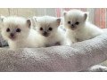 cute-kittens-siamese-small-0