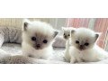 cute-kittens-siamese-small-1