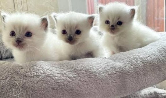 cute-kittens-siamese-big-0