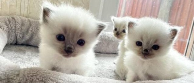 cute-kittens-siamese-big-1